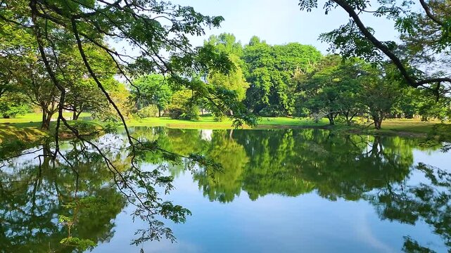 Taiping Lake Gardens, established in 1880, is a historic park in Taiping, Malaysia, featuring serene lakes, bridges, islands, and lush greenery, perfect for relaxation and nature lovers. 4k resolution