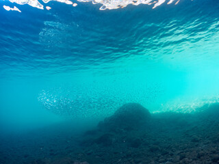 美しいキビナゴ（ニシン科）他の大群。
英名学名：Silver-Stripe Round Herrings (Spratelloides gracilis)
静岡県伊豆半島賀茂郡南伊豆町中木ヒリゾ浜2024年
