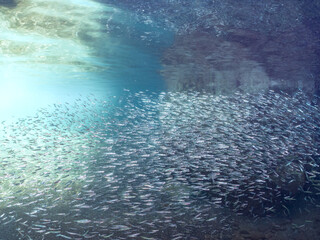 美しいキビナゴ（ニシン科）他の大群。
英名学名：Silver-Stripe Round Herrings (Spratelloides gracilis)
静岡県伊豆半島賀茂郡南伊豆町中木ヒリゾ浜2024年
