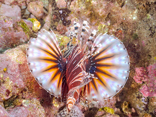 広げた羽根が美しいキリンミノ（フサカサゴ科）の幼魚。
英名学名：Zebra turkeyfish (Dendrochirus zebra) 
静岡県伊豆半島賀茂郡南伊豆町中木ヒリゾ浜2024年
