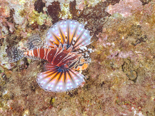 広げた羽根が美しいキリンミノ（フサカサゴ科）の幼魚。
英名学名：Zebra turkeyfish (Dendrochirus zebra) 
静岡県伊豆半島賀茂郡南伊豆町中木ヒリゾ浜2024年
