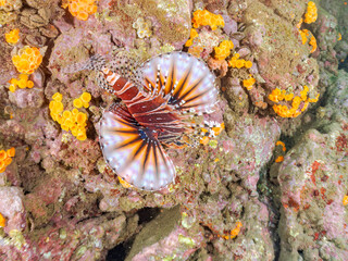 広げた羽根が美しいキリンミノ（フサカサゴ科）の幼魚。
英名学名：Zebra turkeyfish (Dendrochirus zebra) 
静岡県伊豆半島賀茂郡南伊豆町中木ヒリゾ浜2024年
