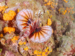 広げた羽根が美しいキリンミノ（フサカサゴ科）の幼魚。
英名学名：Zebra turkeyfish (Dendrochirus zebra) 
静岡県伊豆半島賀茂郡南伊豆町中木ヒリゾ浜2024年

