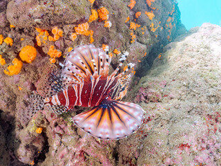 広げた羽根が美しいキリンミノ（フサカサゴ科）の幼魚。
英名学名：Zebra turkeyfish (Dendrochirus zebra) 
静岡県伊豆半島賀茂郡南伊豆町中木ヒリゾ浜2024年
