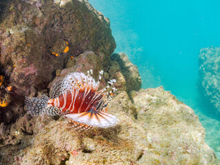 広げた羽根が美しいキリンミノ（フサカサゴ科）の幼魚。
英名学名：Zebra turkeyfish (Dendrochirus zebra) 
静岡県伊豆半島賀茂郡南伊豆町中木ヒリゾ浜2024年
