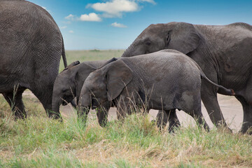 Fototapeta premium Simiyu is an administrative region of Tanzania. It was created in March 2012, being until then part of the Shinyanga Region. Its capital is the city of Bariadi.