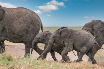 Fototapeta premium Simiyu is an administrative region of Tanzania. It was created in March 2012, being until then part of the Shinyanga Region. Its capital is the city of Bariadi.