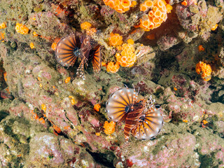 ペアでいる
広げた羽根が美しいキリンミノ（フサカサゴ科）の幼魚。
英名学名：Zebra turkeyfish (Dendrochirus zebra) 
静岡県伊豆半島賀茂郡南伊豆町中木ヒリゾ浜2024年
