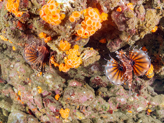 ペアでいる
広げた羽根が美しいキリンミノ（フサカサゴ科）の幼魚。
英名学名：Zebra turkeyfish (Dendrochirus zebra) 
静岡県伊豆半島賀茂郡南伊豆町中木ヒリゾ浜2024年
