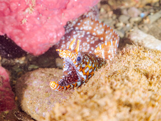 水中洞窟にいる、大きく美しいトラウツボ（ウツボ科）。
英名学名：Dragon Moray (Enchelycore pardalis)
静岡県伊豆半島賀茂郡南伊豆町中木ヒリゾ浜2024年
