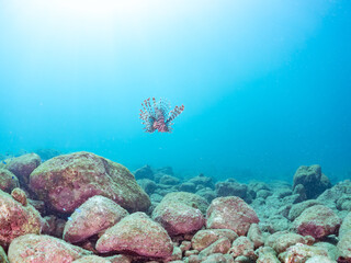 美しく大きなハナミノカサゴ（ミノカサゴ亜科）他。
英名学名：Red Lionfish (Pterois volitans)
岩場に集まる、美しいソラスズメダイ（スズメダイ科）他の群れ。
英名学名：Heavenly Damselfish (Pomacentrus coelestis)
静岡県伊豆半島賀茂郡南伊豆町中木ヒリゾ浜2024年
