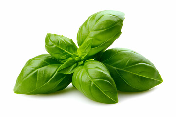 Fresh Basil Leaves on White Background for Culinary and Food Photography Use