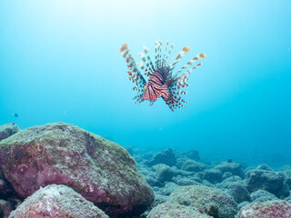 美しく大きなハナミノカサゴ（ミノカサゴ亜科）他。
英名学名：Red Lionfish (Pterois volitans)
岩場に集まる、美しいソラスズメダイ（スズメダイ科）他の群れ。
英名学名：Heavenly Damselfish (Pomacentrus coelestis)
静岡県伊豆半島賀茂郡南伊豆町中木ヒリゾ浜2024年
