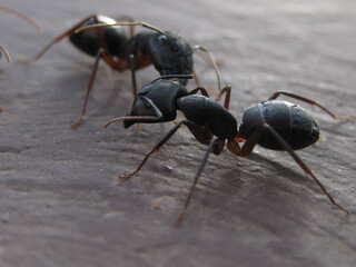 black ants on the ground