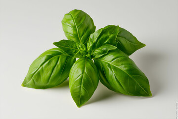 Fototapeta premium Fresh Green Basil Leaves on Light Background, Ideal for Culinary and Food Photography