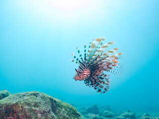 美しく大きなハナミノカサゴ（ミノカサゴ亜科）他。
英名学名：Red Lionfish (Pterois volitans)
岩場に集まる、美しいソラスズメダイ（スズメダイ科）他の群れ。
英名学名：Heavenly Damselfish (Pomacentrus coelestis)
静岡県伊豆半島賀茂郡南伊豆町中木ヒリゾ浜2024年
