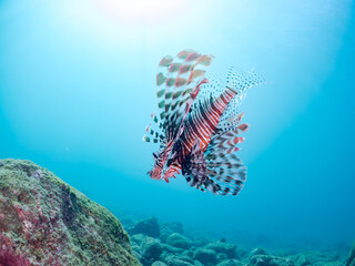 美しく大きなハナミノカサゴ（ミノカサゴ亜科）他。
英名学名：Red Lionfish (Pterois volitans)
岩場に集まる、美しいソラスズメダイ（スズメダイ科）他の群れ。
英名学名：Heavenly Damselfish (Pomacentrus coelestis)
静岡県伊豆半島賀茂郡南伊豆町中木ヒリゾ浜2024年
