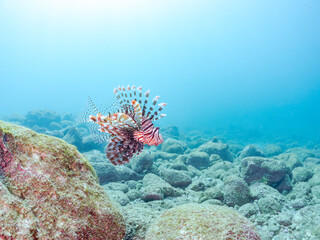 美しく大きなハナミノカサゴ（ミノカサゴ亜科）他。
英名学名：Red Lionfish (Pterois volitans)
岩場に集まる、美しいソラスズメダイ（スズメダイ科）他の群れ。
英名学名：Heavenly Damselfish (Pomacentrus coelestis)
静岡県伊豆半島賀茂郡南伊豆町中木ヒリゾ浜2024年
