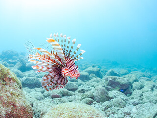 美しく大きなハナミノカサゴ（ミノカサゴ亜科）他。
英名学名：Red Lionfish (Pterois volitans)
岩場に集まる、美しいソラスズメダイ（スズメダイ科）他の群れ。
英名学名：Heavenly Damselfish (Pomacentrus coelestis)
静岡県伊豆半島賀茂郡南伊豆町中木ヒリゾ浜2024年
