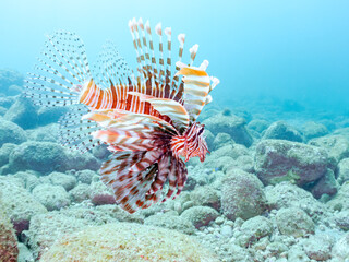 美しく大きなハナミノカサゴ（ミノカサゴ亜科）他。
英名学名：Red Lionfish (Pterois volitans)
岩場に集まる、美しいソラスズメダイ（スズメダイ科）他の群れ。
英名学名：Heavenly Damselfish (Pomacentrus coelestis)
静岡県伊豆半島賀茂郡南伊豆町中木ヒリゾ浜2024年
