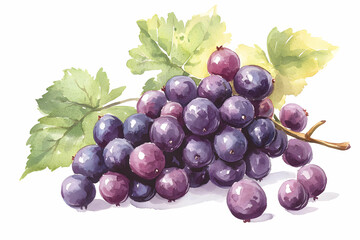 Fototapeta premium Vibrant Watercolor Painting of Fresh Grapes on Vine with Leaves and Berries on White Background