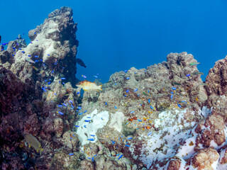 高海水温が続いているのでサンゴの白化現象が起きている。
岩場に集まる、大きなアカハタ（ハタ科）と美しいソラスズメダイ（スズメダイ科）他の群れ
英名学名：Large Blacktip Grouper (Epinephelus fasciatus)
Heavenly Damselfish (Pomacentrus coelestis)
静岡県伊豆半島賀茂郡南伊豆町中木ヒリゾ浜2024年
