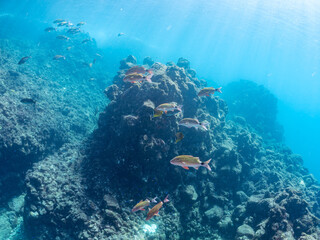 美しいアカヒメジ、ホウライヒメジ（ヒメジ科）他の群れ。
英名学名：Yellowfin goatfish (Mulloidichthys vanicolensis)
Whitesaddle goatfish, Parupeneus ciliatus
静岡県伊豆半島賀茂郡南伊豆町中木ヒリゾ浜2024年
