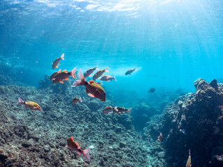 美しいアカヒメジ、ホウライヒメジ（ヒメジ科）他の群れ。
英名学名：Yellowfin goatfish (Mulloidichthys vanicolensis)
Whitesaddle goatfish, Parupeneus ciliatus
静岡県伊豆半島賀茂郡南伊豆町中木ヒリゾ浜2024年
