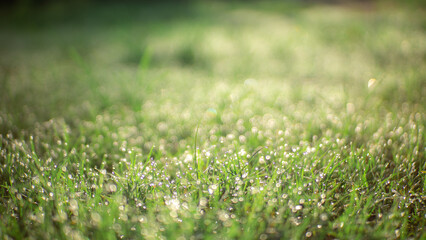 Dewy grass background that looks fresh and natural in the morning