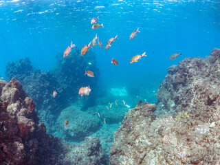 美しいアカヒメジ、ホウライヒメジ（ヒメジ科）他の群れ。
英名学名：Yellowfin goatfish (Mulloidichthys vanicolensis)
Whitesaddle goatfish, Parupeneus ciliatus
静岡県伊豆半島賀茂郡南伊豆町中木ヒリゾ浜2024年
