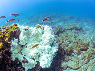 美しいアカヒメジ、ホウライヒメジ（ヒメジ科）他の群れ。高海水温が続いているのでサンゴの白化現象が起きている。
英名学名：Yellowfin goatfish (Mulloidichthys vanicolensis)
Whitesaddle goatfish, Parupeneus ciliatus
静岡県伊豆半島賀茂郡南伊豆町中木ヒリゾ浜2024年
