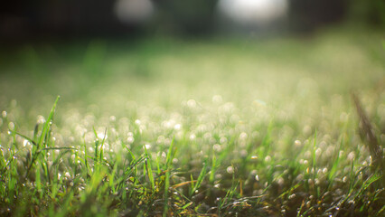 Dewy grass background that looks fresh and natural in the morning