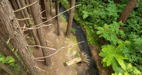 High angle view of a lush forest creek, with towering trees and ferns. Nature's beauty. OPOUTERE, COROMANDEL PENINSULA, NEW ZEALAND