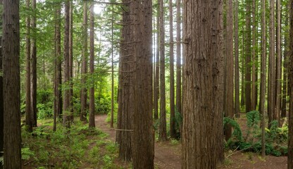 Sunlight filters through towering redwood trees, illuminating a forest path. Nature's beauty. OPOUTERE, COROMANDEL PENINSULA, NEW ZEALAND