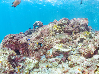 高海水温が続いているのでサンゴの白化現象が起きている。
美しいイソギンチャク畑の可愛いクマノミ（クマノミ亜科）ペア、ミツボシクロスズメダイ（スズメダイ科）他の群れ。
英名学名：
Yellowtail clownfish (Amphiprion clarkii)
Threespot dascyllus (Dascyllus trimaculatus) 
南伊豆町中木ヒリゾ浜2024年
