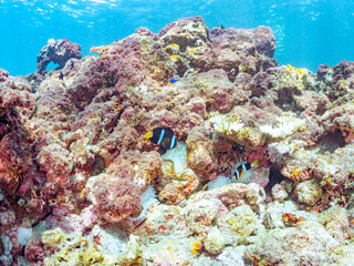 高海水温が続いているのでサンゴの白化現象が起きている。
美しいイソギンチャク畑の可愛いクマノミ（クマノミ亜科）ペア、ミツボシクロスズメダイ（スズメダイ科）他の群れ。
英名学名：
Yellowtail clownfish (Amphiprion clarkii)
Threespot dascyllus (Dascyllus trimaculatus) 
南伊豆町中木ヒリゾ浜2024年
