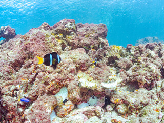 高海水温が続いているのでサンゴの白化現象が起きている。
美しいイソギンチャク畑の可愛いクマノミ（クマノミ亜科）ペア、ミツボシクロスズメダイ（スズメダイ科）他の群れ。
英名学名：
Yellowtail clownfish (Amphiprion clarkii)
Threespot dascyllus (Dascyllus trimaculatus) 
南伊豆町中木ヒリゾ浜2024年
