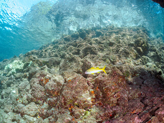 美しいアカヒメジ、ホウライヒメジ（ヒメジ科）他の群れ。
英名学名：Yellowfin goatfish (Mulloidichthys vanicolensis)
Whitesaddle goatfish, Parupeneus ciliatus
静岡県伊豆半島賀茂郡南伊豆町中木ヒリゾ浜2024年
