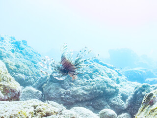 美しく大きなハナミノカサゴ（ミノカサゴ亜科）他。
英名学名：Red Lionfish (Pterois volitans)
岩場に集まる、美しいソラスズメダイ（スズメダイ科）他の群れ。
英名学名：Heavenly Damselfish (Pomacentrus coelestis)
静岡県伊豆半島賀茂郡南伊豆町中木ヒリゾ浜2024年
