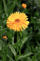 Close-up photo of yellow-orange calendula flower and buds on a blurred green background. Selective focus.