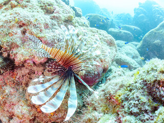 美しく大きなハナミノカサゴ（ミノカサゴ亜科）他。
英名学名：Red Lionfish (Pterois volitans)
岩場に集まる、美しいソラスズメダイ（スズメダイ科）他の群れ。
英名学名：Heavenly Damselfish (Pomacentrus coelestis)
静岡県伊豆半島賀茂郡南伊豆町中木ヒリゾ浜2024年
