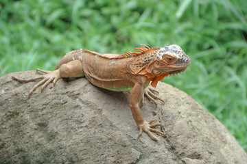 The green iguana, also known as the American iguana or the common green iguana, is a large, arboreal, mostly herbivorous species of lizard of the genus Iguana.
