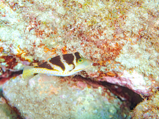 美しいハナキンチャクフグ（フグ科）他。
英名学名：Crown Toby (Canthigaster axiologus)
静岡県伊豆半島賀茂郡南伊豆町中木ヒリゾ浜2024年
