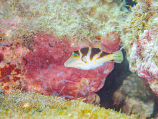 美しいハナキンチャクフグ（フグ科）他。
英名学名：Crown Toby (Canthigaster...