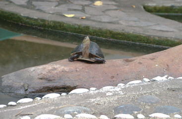 An Amboina Box Turtle or Southeast Asian Box Turtle is basking on a rock by the river. This shelled reptile has the scientific name Coura amboinensis.