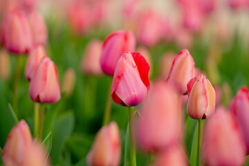 Fototapeta premium Tulips flowers in a spring field. Red tulips with beautiful bouquet background. Tulip flower. Tulip field in spring. Spring blossom flowers in garden.