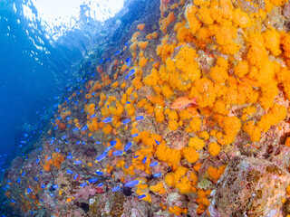 イボヤギ群生とキンギョハナダイ、ソラスズメダイ、オヤビッチャ他群れ
英名学名：Sea Goldie, Pseudanthias squamipinnis
Heavenly Damselfish, Pomacentrus coelestis
Sergeant Major, Abudefduf vaigiensis 
Orange Cup Coral, Tubastraea foulkneri
ヒリゾ