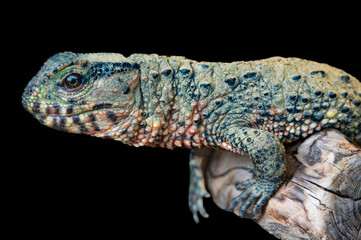 Colose-up of Chinese crocodile lizard on wood.