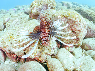 美しく大きなハナミノカサゴ（ミノカサゴ亜科）他。
英名学名：Red Lionfish (Pterois volitans)
岩場に集まる、美しいソラスズメダイ（スズメダイ科）他の群れ。
英名学名：Heavenly Damselfish (Pomacentrus coelestis)
静岡県伊豆半島賀茂郡南伊豆町中木ヒリゾ浜2024年
