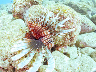美しく大きなハナミノカサゴ（ミノカサゴ亜科）他。
英名学名：Red Lionfish (Pterois volitans)
岩場に集まる、美しいソラスズメダイ（スズメダイ科）他の群れ。
英名学名：Heavenly Damselfish (Pomacentrus coelestis)
静岡県伊豆半島賀茂郡南伊豆町中木ヒリゾ浜2024年
